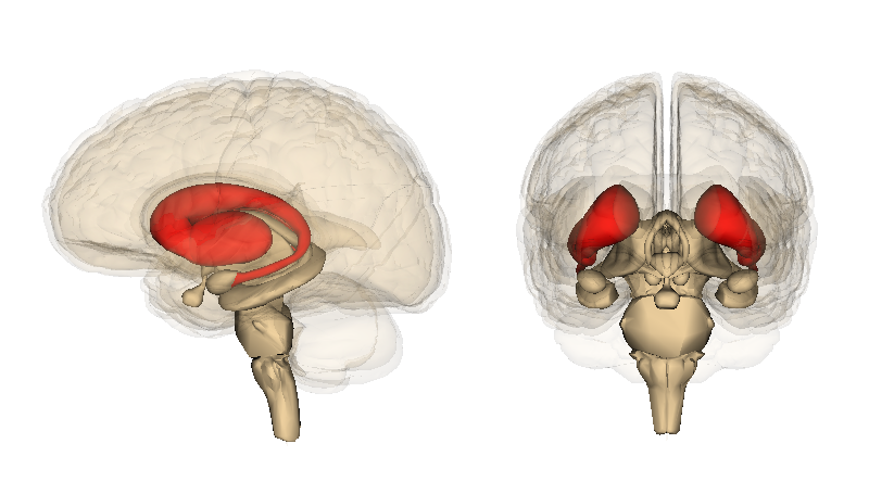 红色＝纹状体，位于大脑深处，是大脑重要的“奖赏中心”
