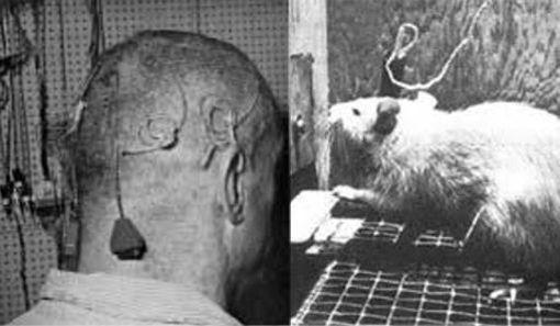 希思的病人(应该不是B－19)与欧思和弥纳的老鼠