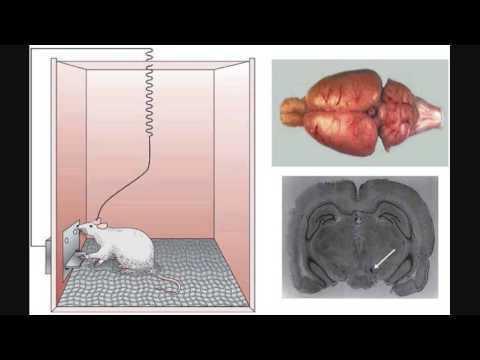 左：老鼠在斯金纳箱内通过按压杠杆自主给刺激大脑；右上：老鼠的脑；右下：老鼠大脑切片，箭头所指为电极植入位置。