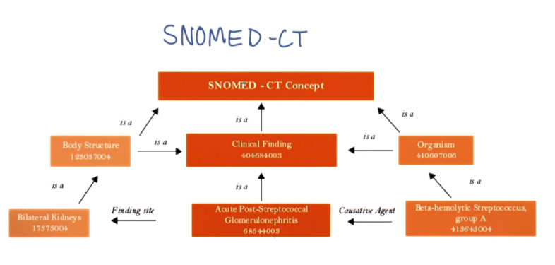 SNOMED-CT Concept example